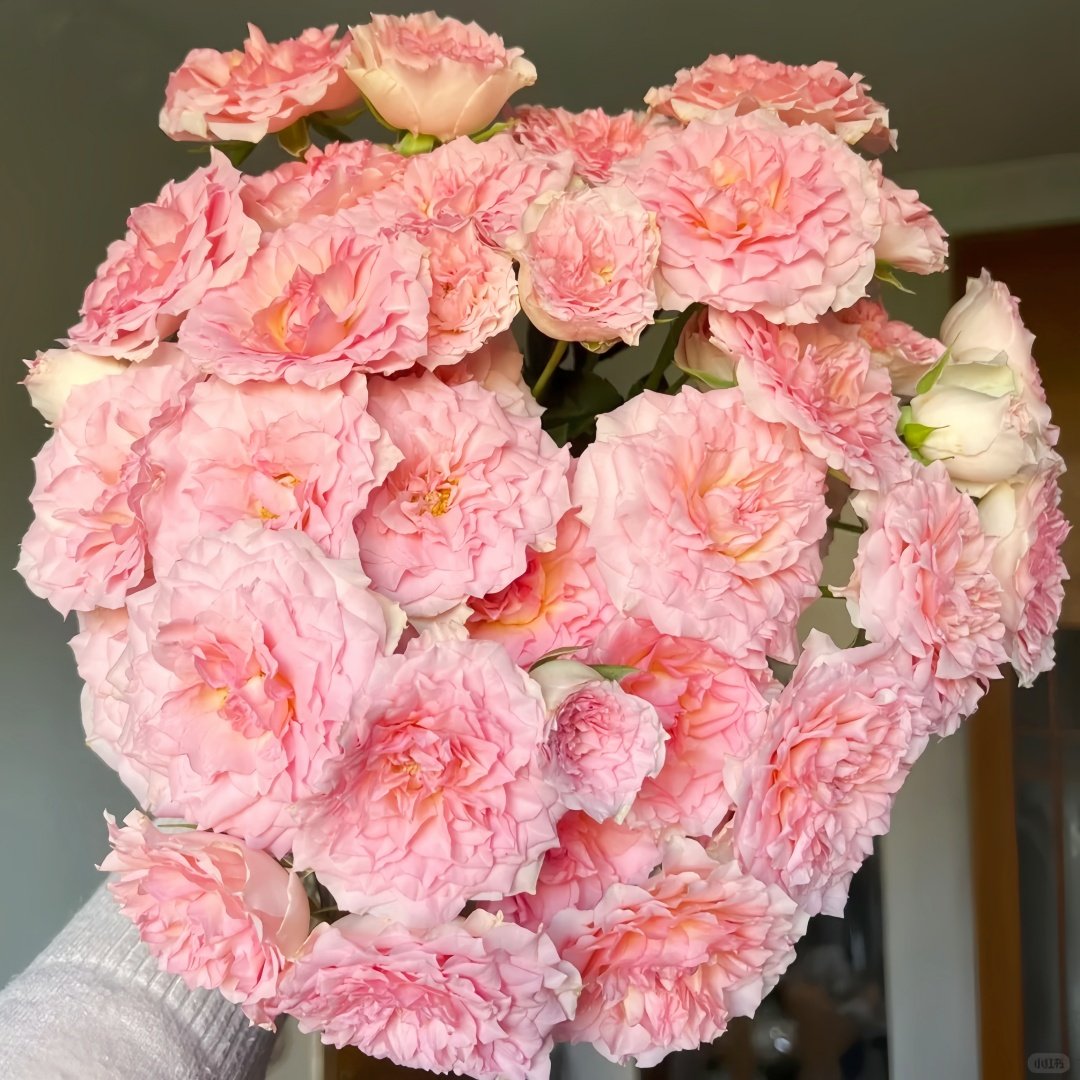 Fancy Rora Rose Plant｜情迷罗拉 image 1