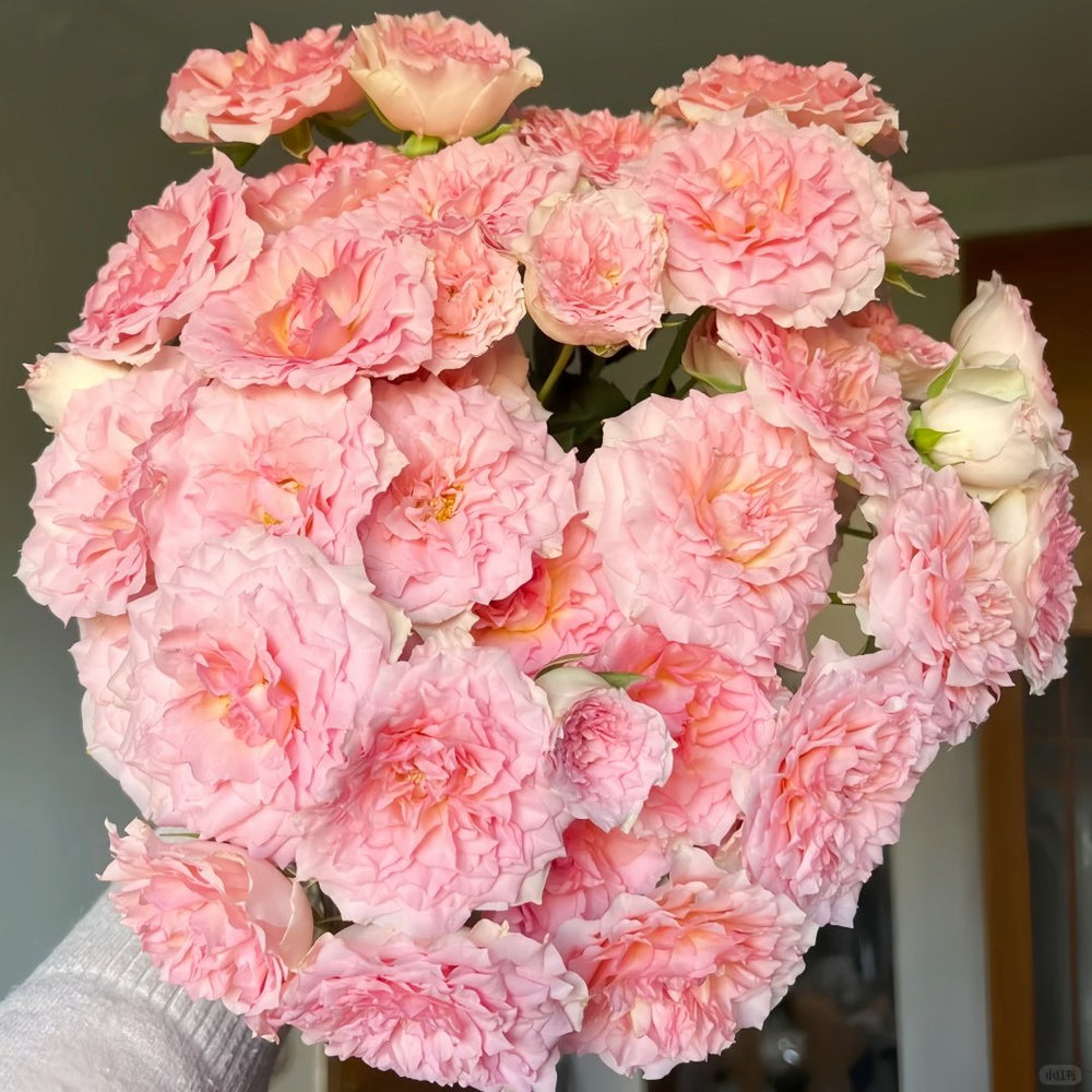 Fancy Rora Rose Plant｜情迷罗拉 image 1
