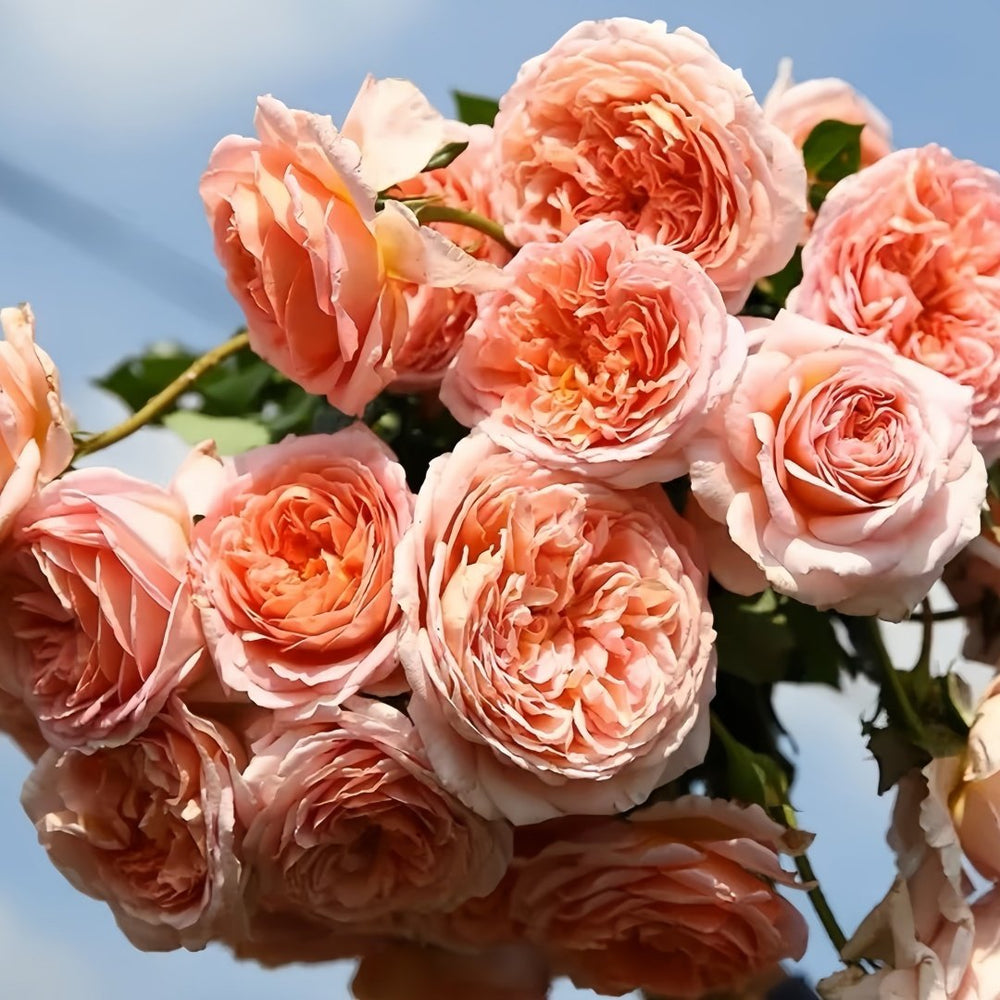 Abraham Darby Rose Plant | 亚伯拉罕·达比 image 8