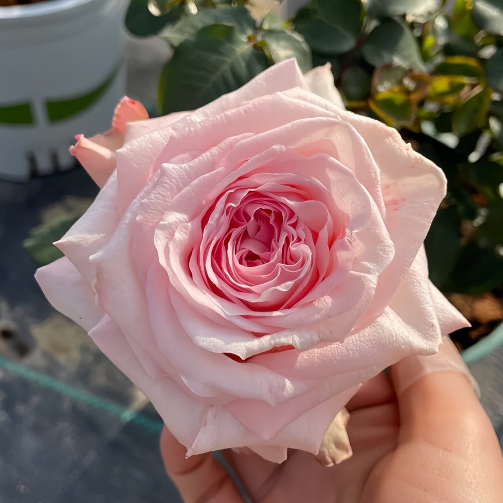 Pink O‘Hara Rose Plant|粉荔枝 image 5