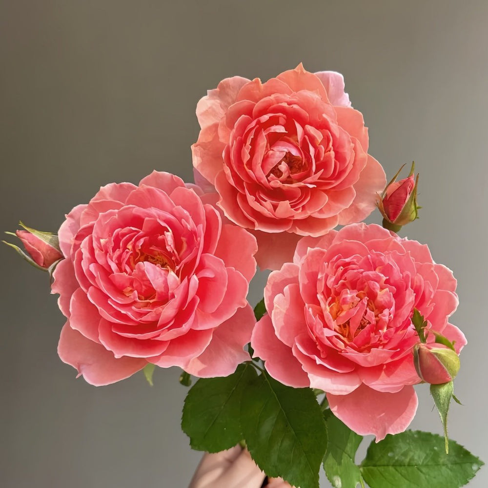 Akane Rose Plant|茜 image 2