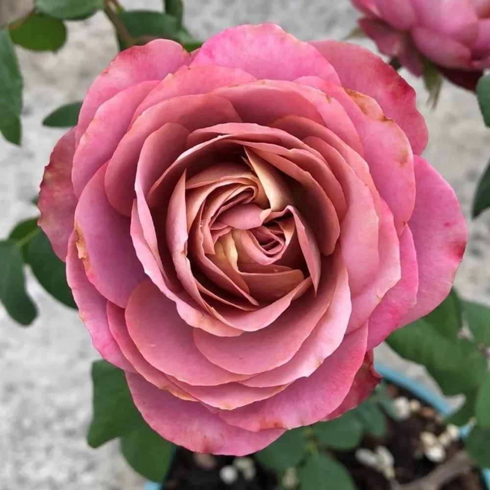 Solfa Rose Plant|索尔法 image 1