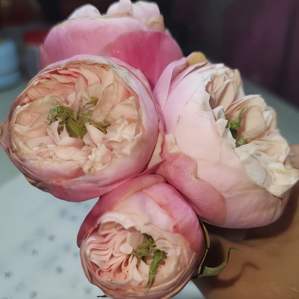 Pin-up Rose Plant|海报画 image 5