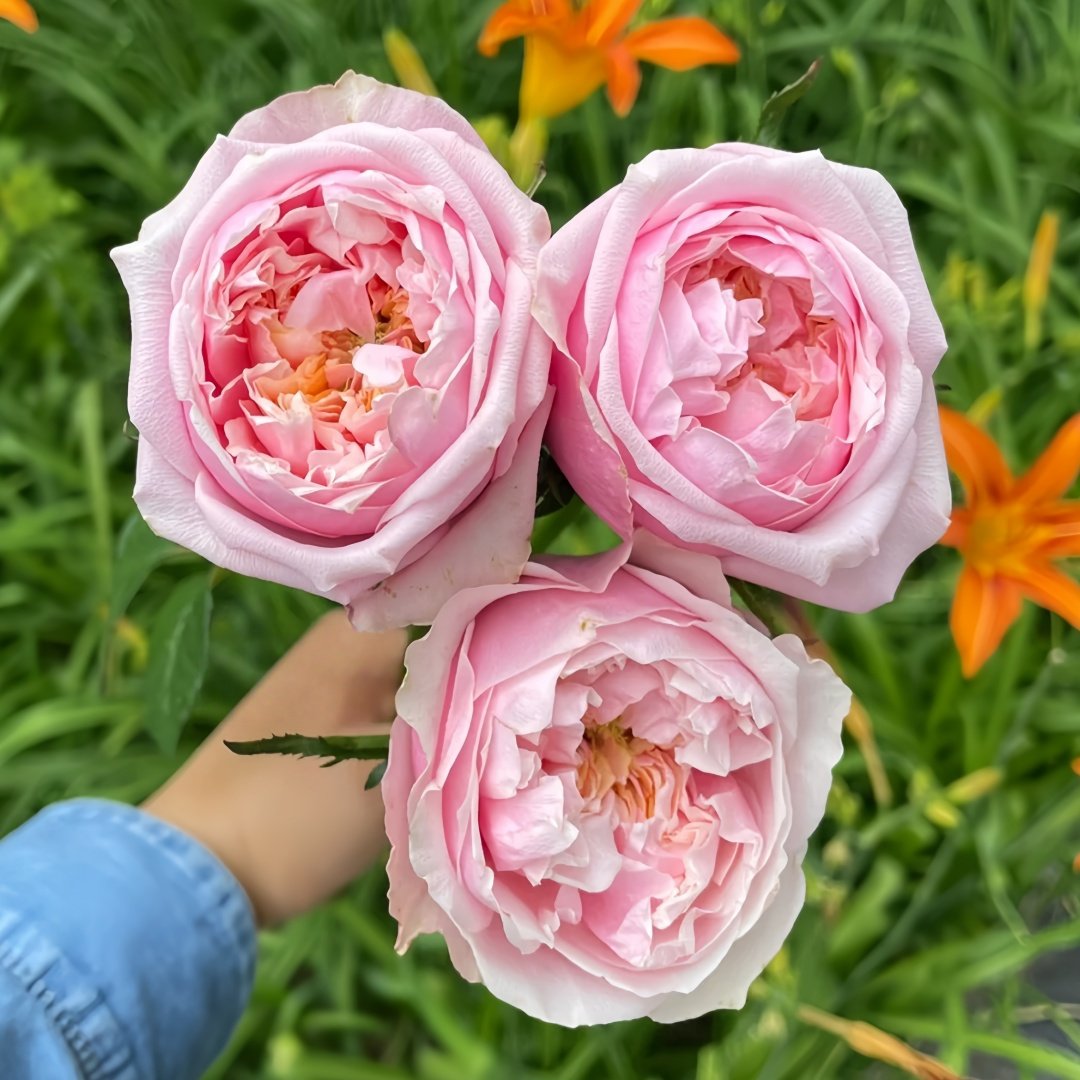 Notting Hill Rose Plant|诺丁山 image 2