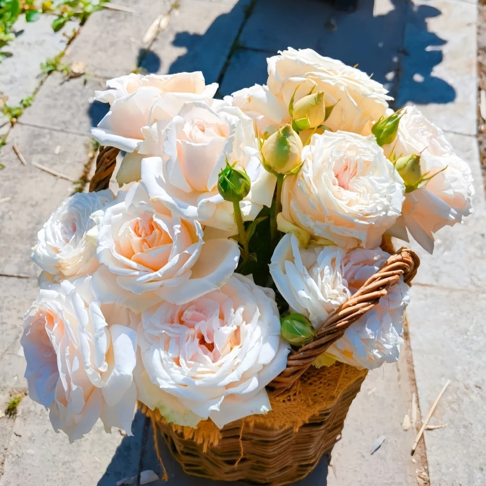 Madame Anisette Rose Plant|茴香酒夫人 image 1