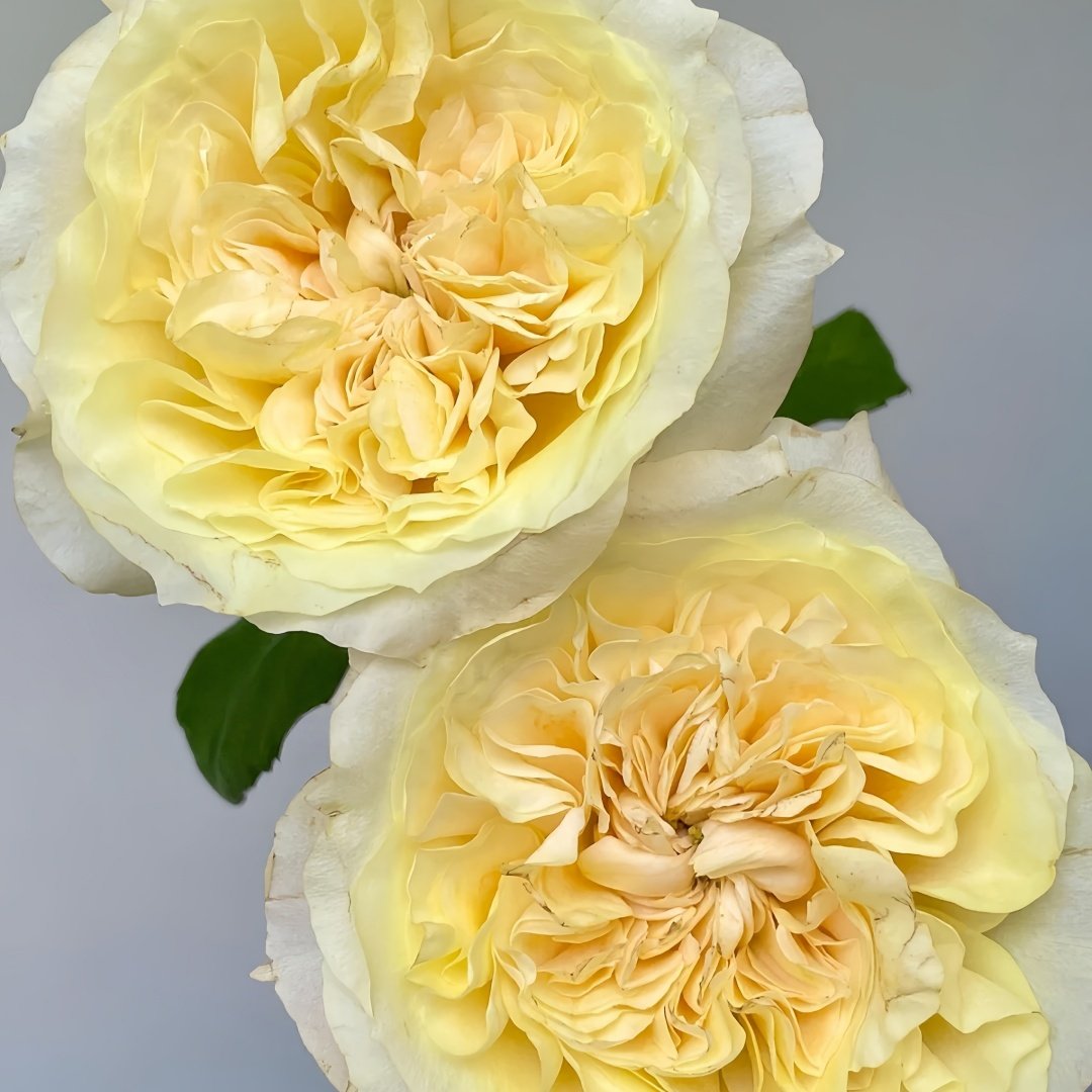 Souffle Rose Plant｜舒芙蕾 image 6