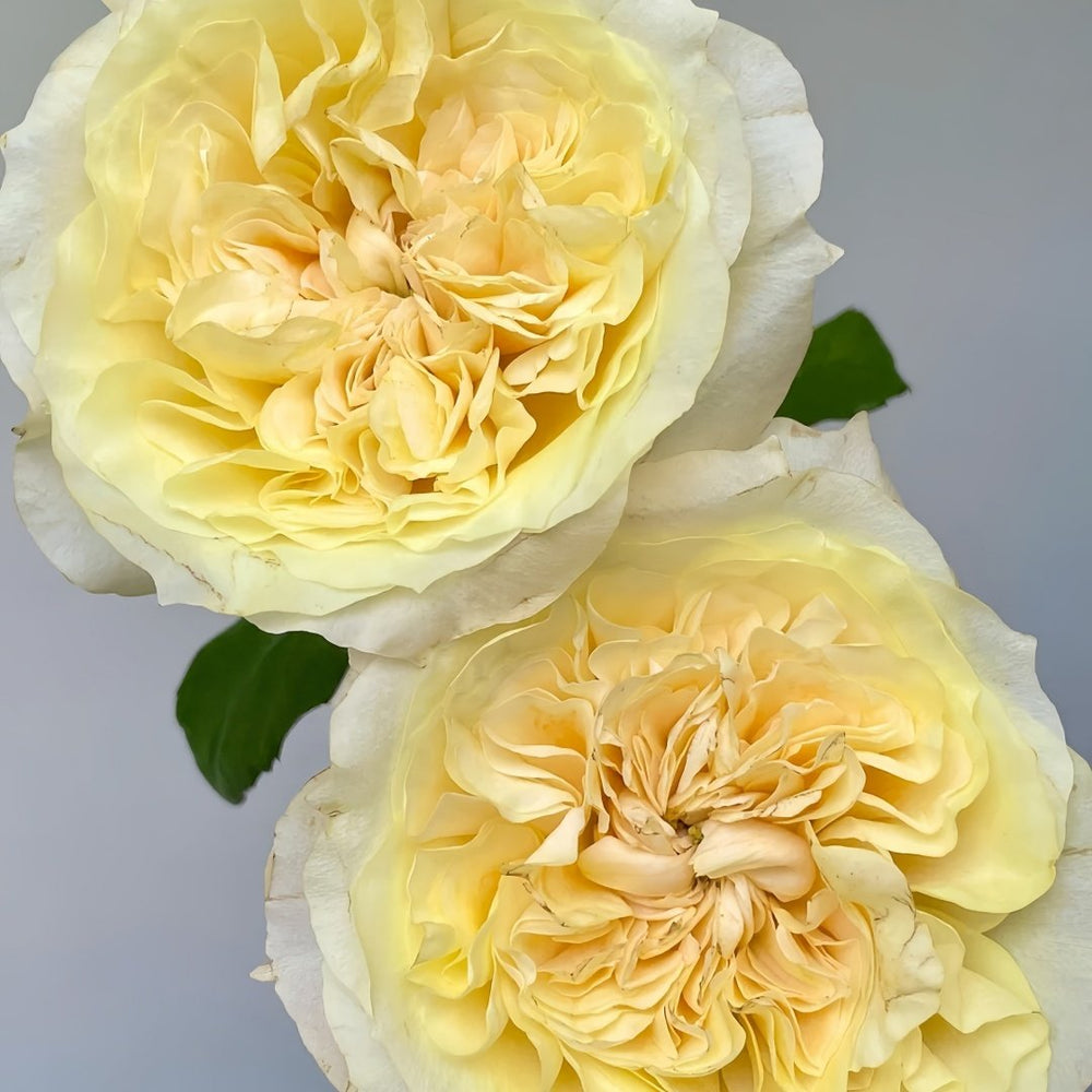 Souffle Rose Plant｜舒芙蕾 image 6