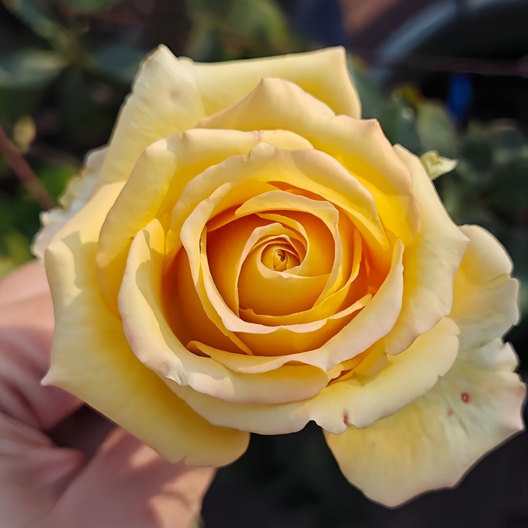 Spoiler Rose Plant｜捣蛋鬼 image 6