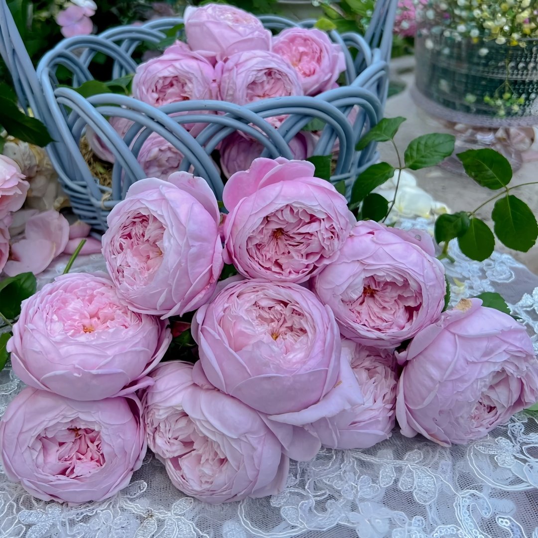 Spirit of Freedom Rose Plant｜自由精神 image 8