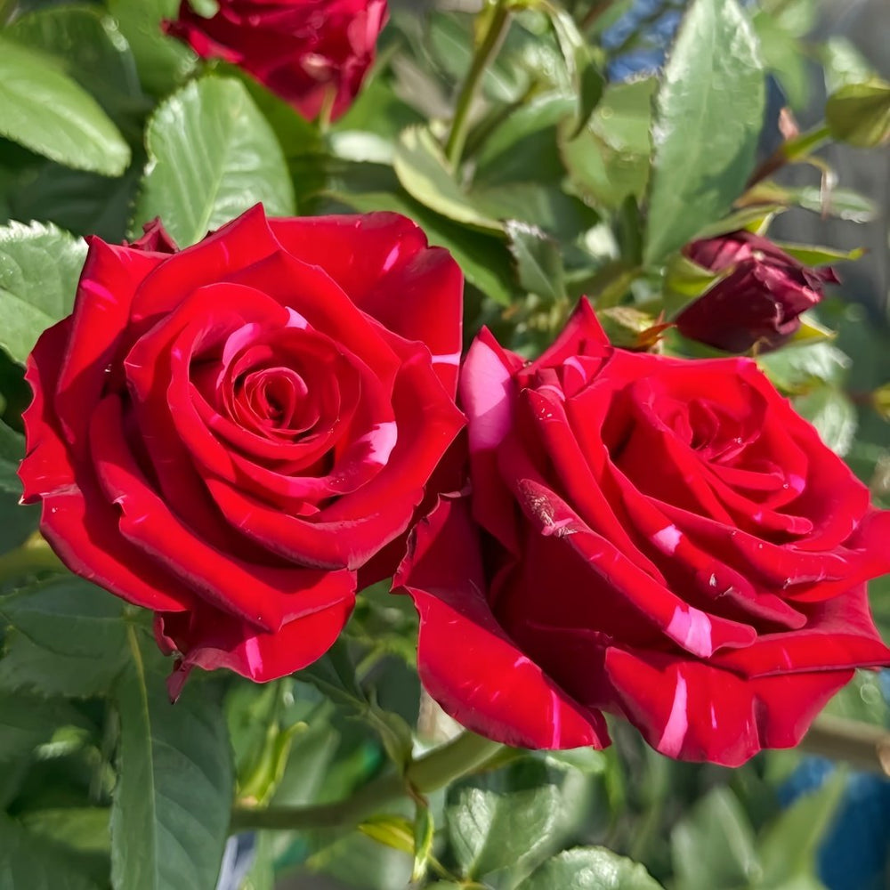 Red Panther Rose Plant｜红色豹子 image 8
