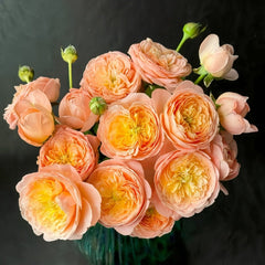 Wutongyue Rose Plant|梧桐月 image 0