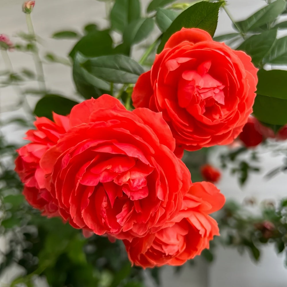 Chi Yan Rose Plant|炽焱 image 4