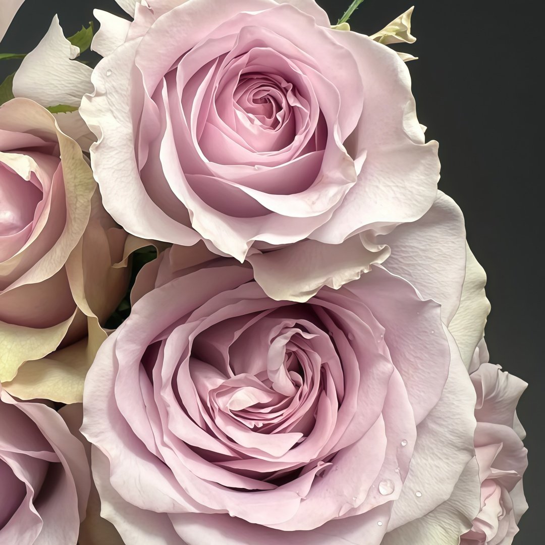 Cosette Rose Plant | 柯赛特 image 8