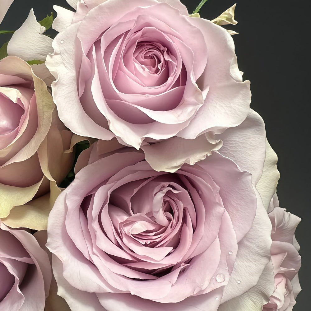 Cosette Rose Plant | 柯赛特 image 8