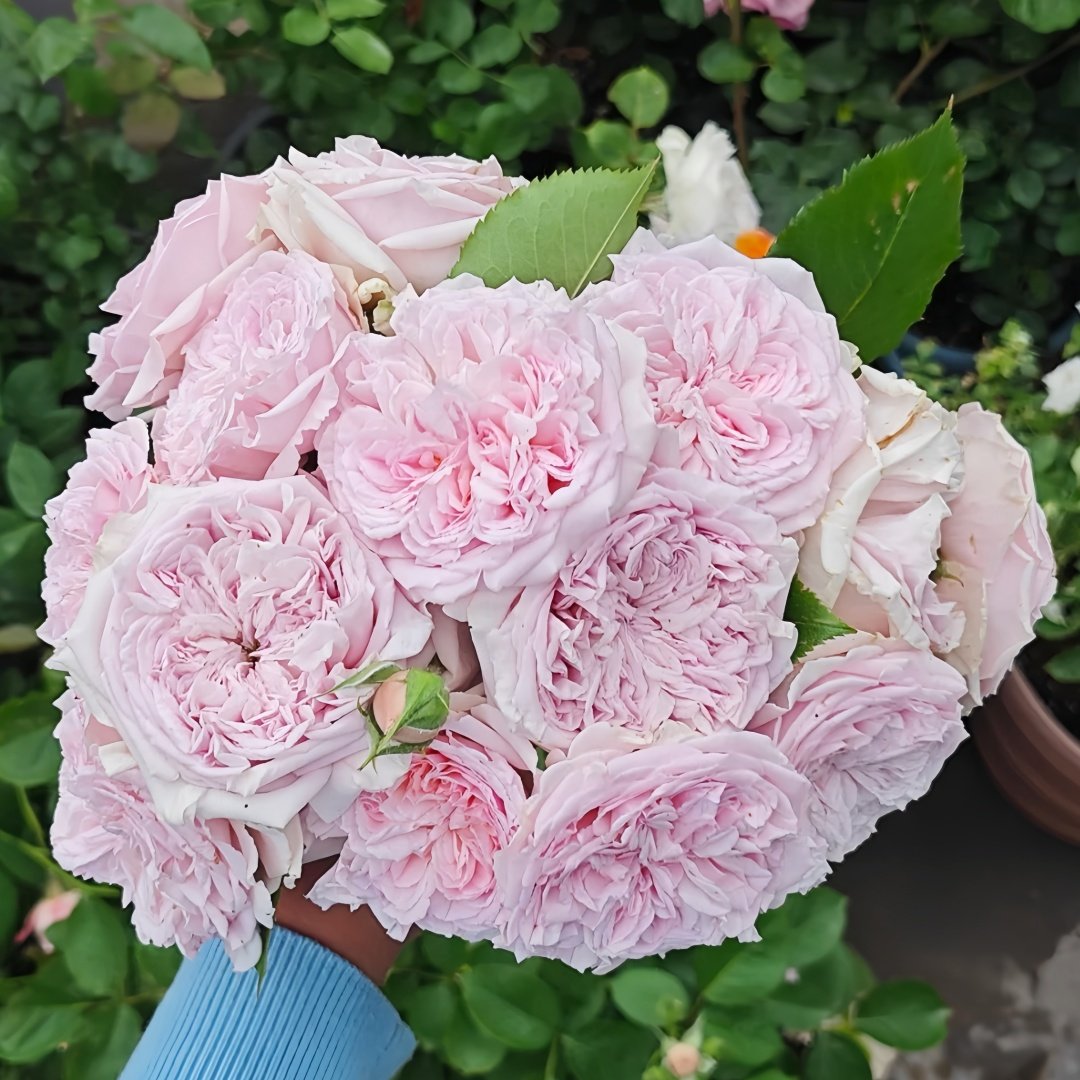 Mary Lennox Rose Plant ｜玛利伦 image 0