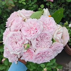 Mary Lennox Rose Plant ｜玛利伦 image 0