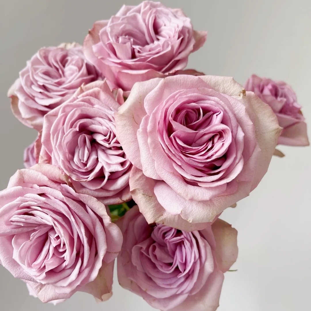 Montmartre Rose Plant｜蒙马特 image 8