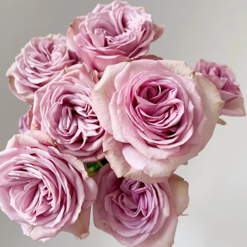 Montmartre Rose Plant｜蒙马特 image 8