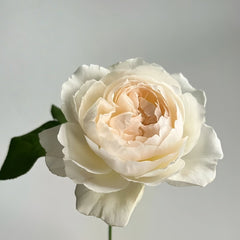 Kashou Rose Plant|华宵 image 2
