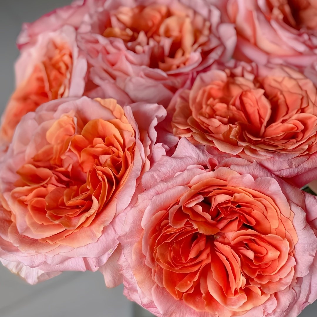 Special Song Rose Plant｜特别情歌 image 4