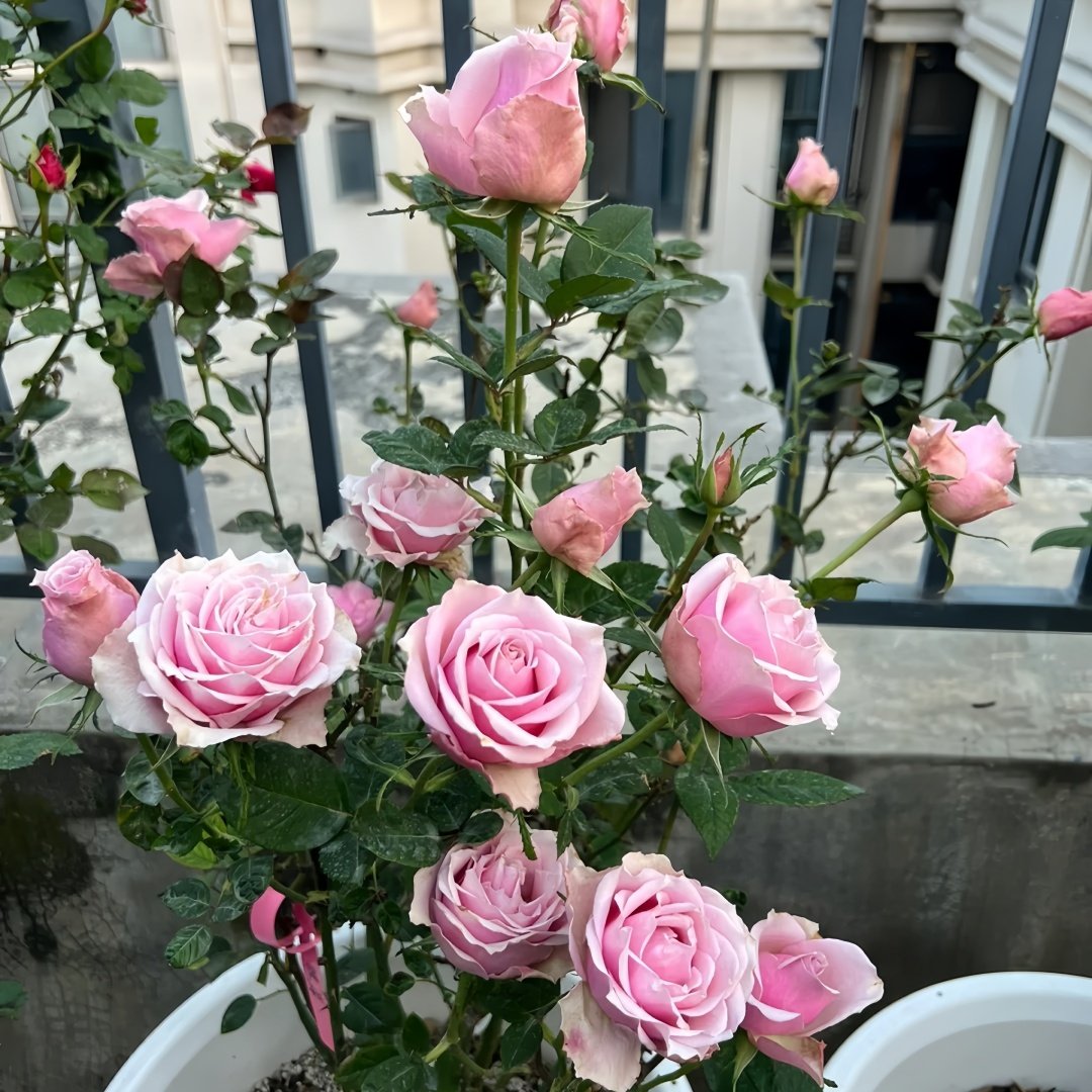 Kanata Rose Plant｜彼岸 image 6