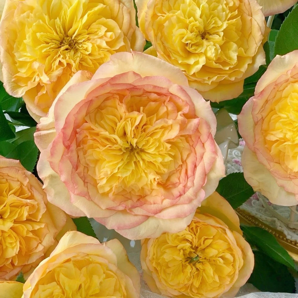 Henri Delbard Rose Plant|橘子酱 image 6