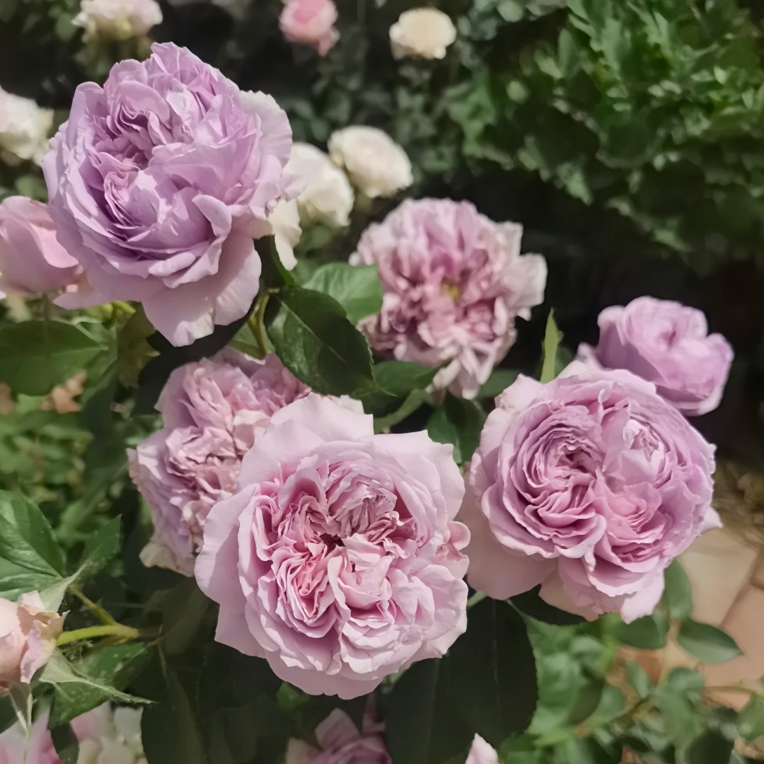 Repartil Rose Plant｜重启玫瑰 image 9