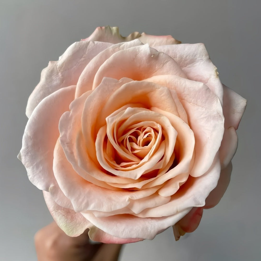 Warm Egg Soufflé Rose Plant｜暖心蛋奶酥 image 2