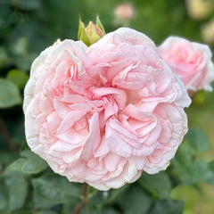 Pretty Karen Rose Plant｜漂亮凯伦 image 0
