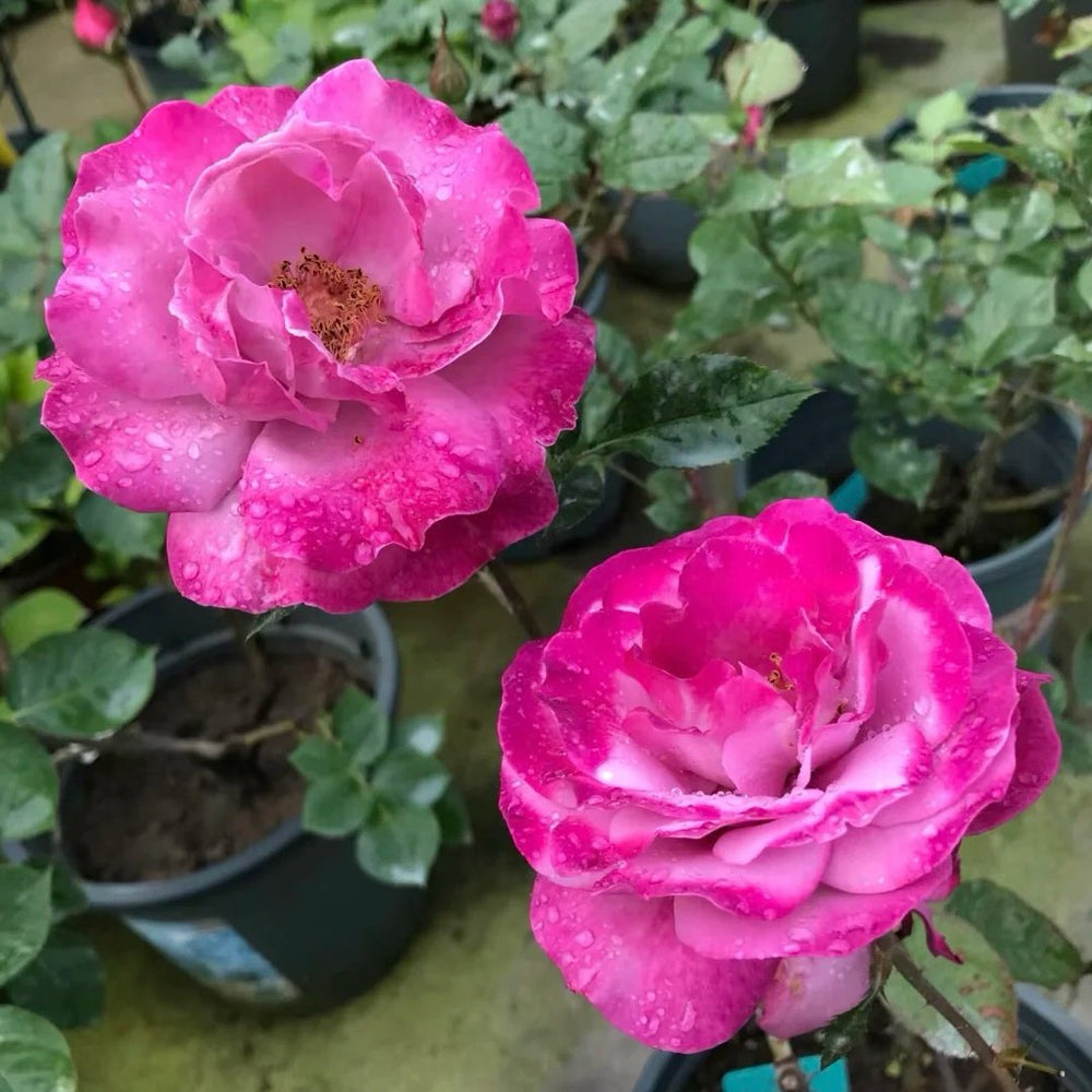 Muriel Robin Rose Plant|光明知更鸟 image 7
