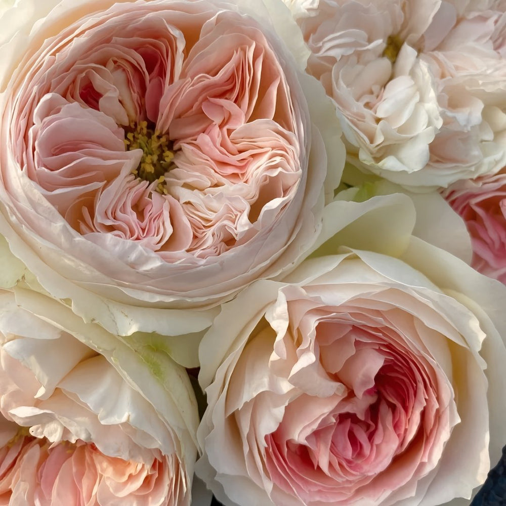 Lorena Summerhouse Rose Plant|雷娜山庄 image 5
