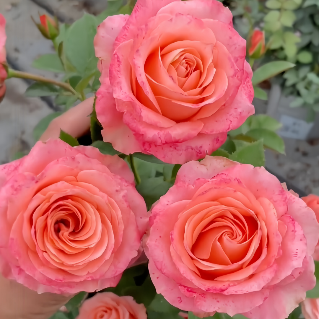 Mousse Rose Plant | 慕斯 image 4