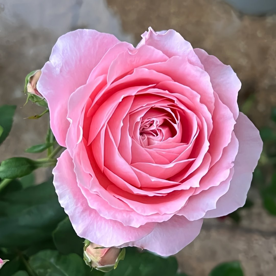 Anne-sophie Pic Rose Plant|安索菲比克 image 1