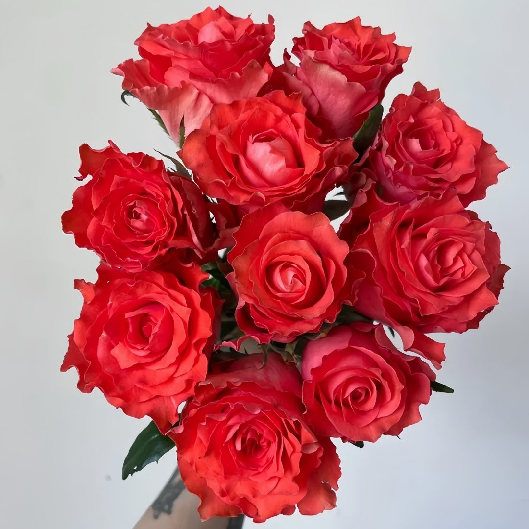 Yu Haitang Rose Plant|玉海棠 image 8