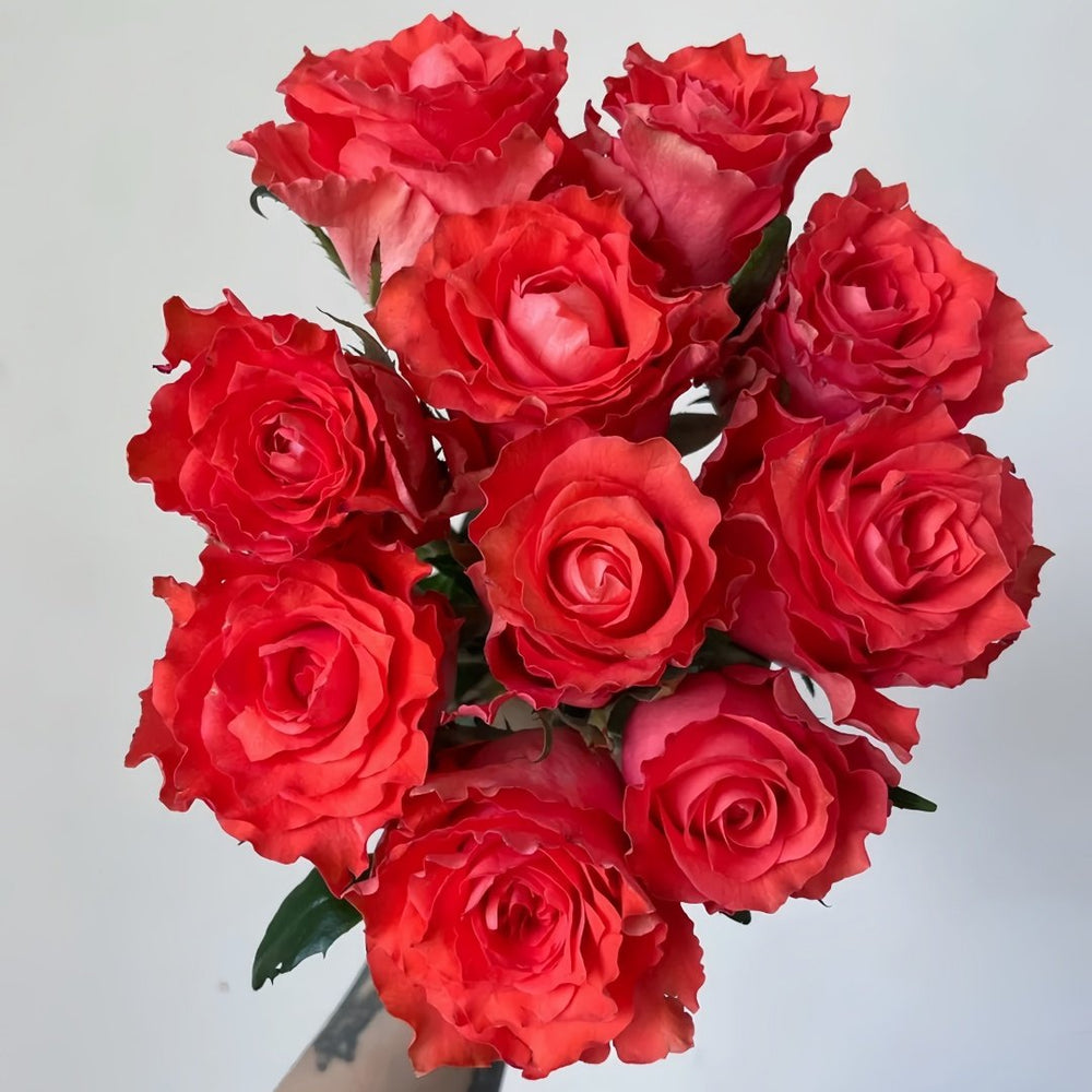 Yu Haitang Rose Plant|玉海棠 image 8