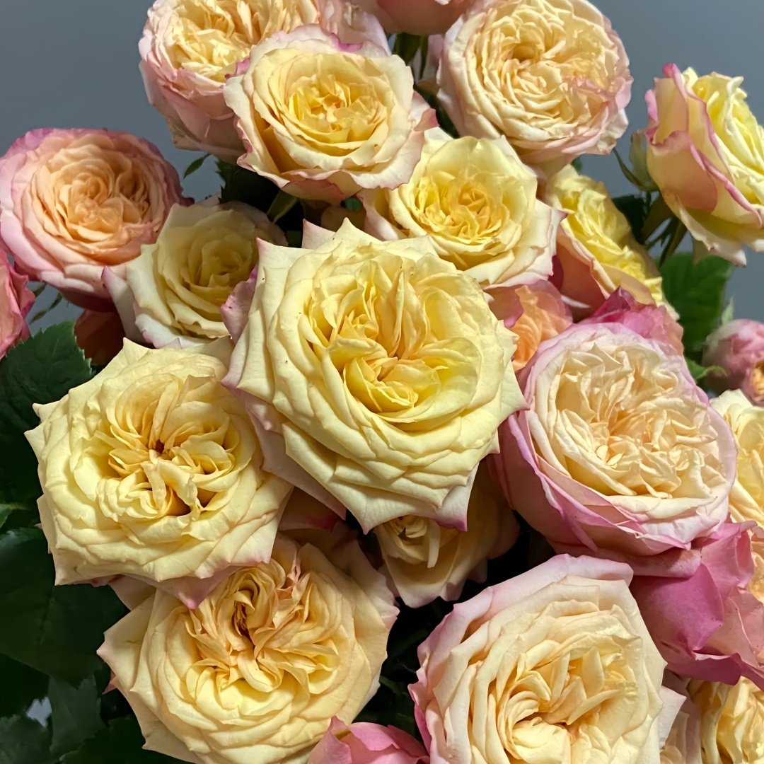 Yoga Trendsetter Rose Plant｜瑜伽潮流 image 9