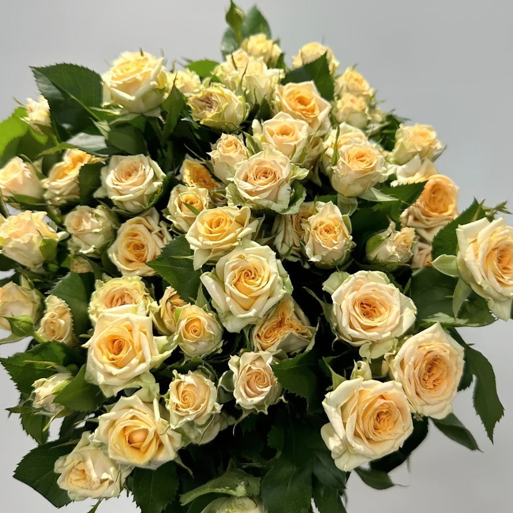 Champagne Rokoko Rose Plant|香槟洛可可 image 1