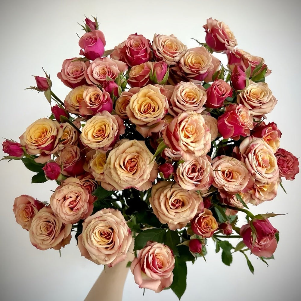 Magic Silver Rose Plant|神奇银色/魔力银 image 5