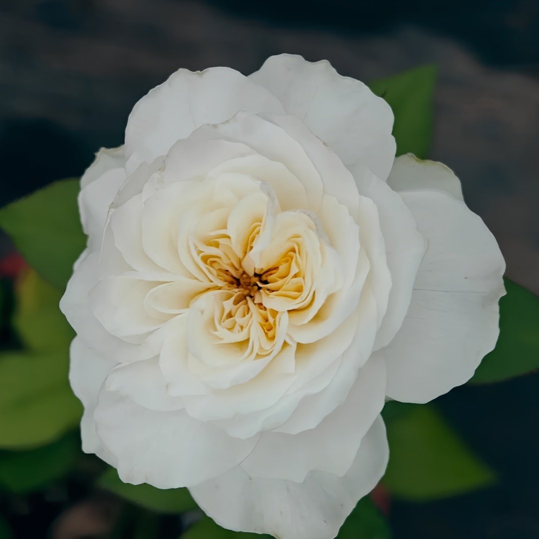 Nozari Rose Plant｜诺莎莉 image 4