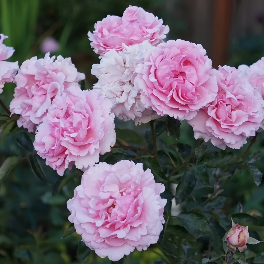 Jeanne Loriod Rose Plant｜伊芙珍妮洛德 image 9