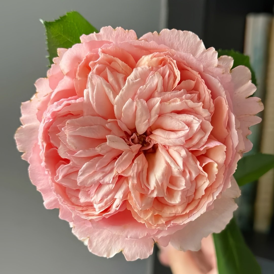 Salmanasar Rose Plant|萨尔曼莎 image 1