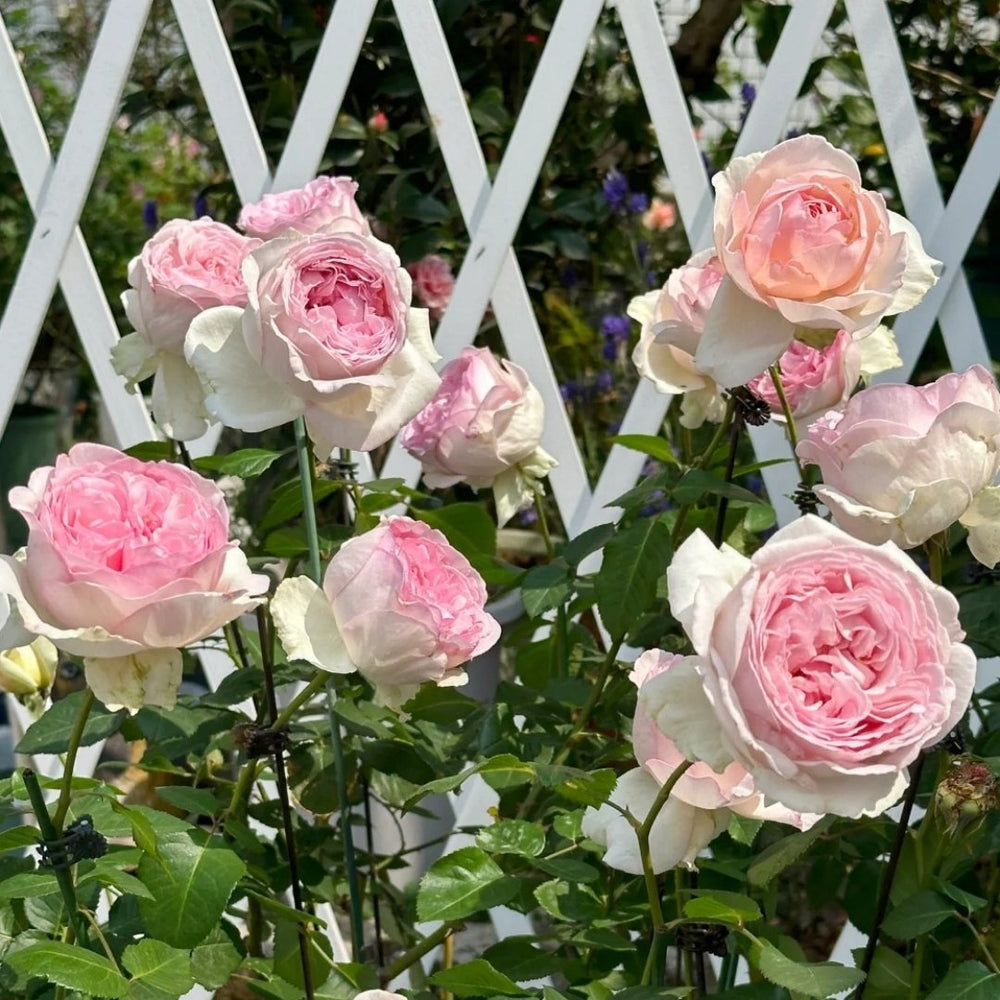 Yves Otome heart Rose Plant|伊芙乙女心 image 10