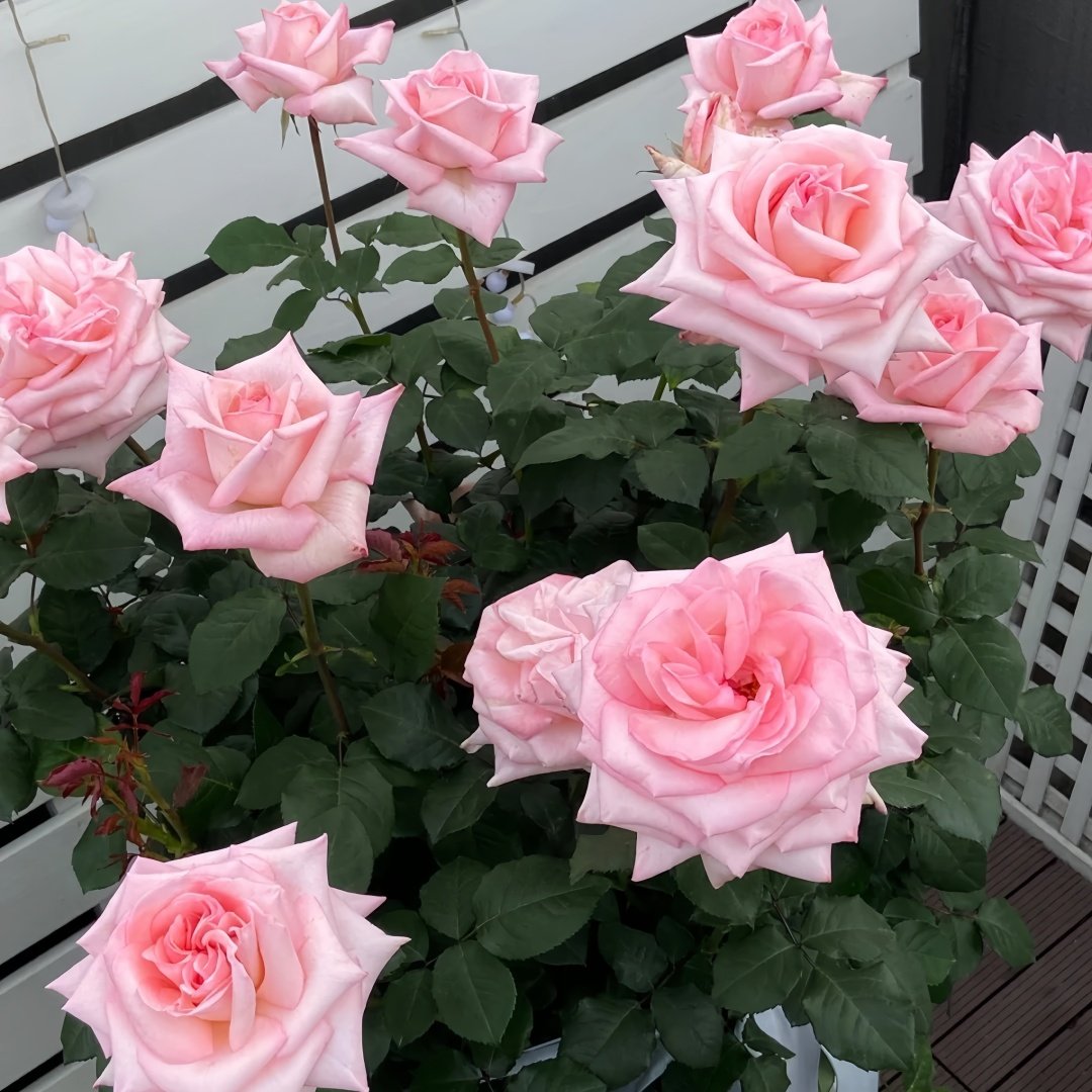 Pink O‘Hara Rose Plant|粉荔枝 image 8
