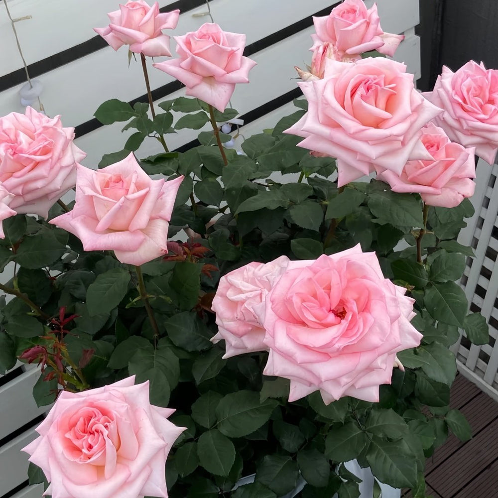 Pink O‘Hara Rose Plant|粉荔枝 image 8