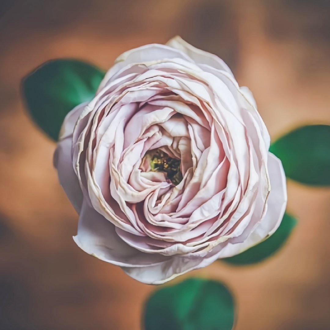 Shelvers Rose Plant | 贝壳花瓶 image 0