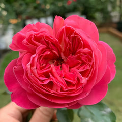 LionHeart Rose Plant|狮子心 image 1