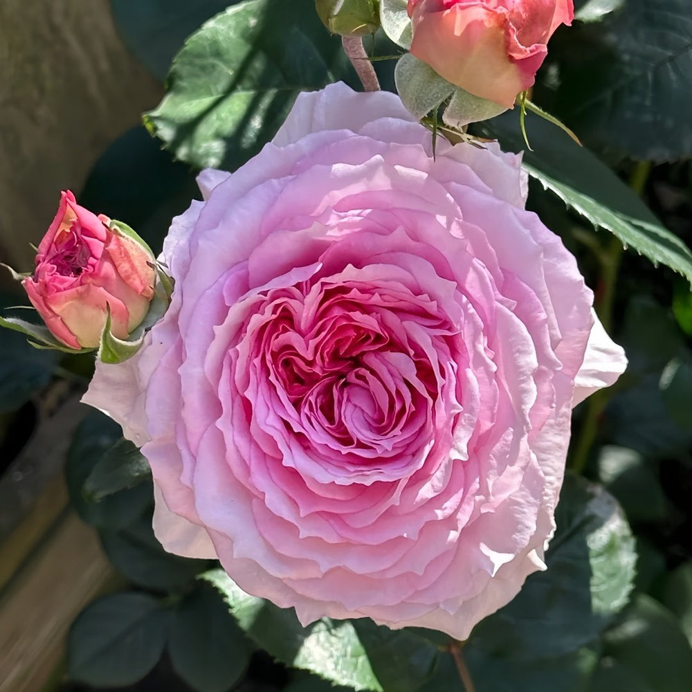 James Galway Rose Plant｜詹姆斯高威 image 2
