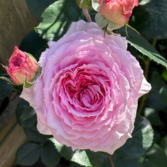 James Galway Rose Plant｜詹姆斯高威 image 2