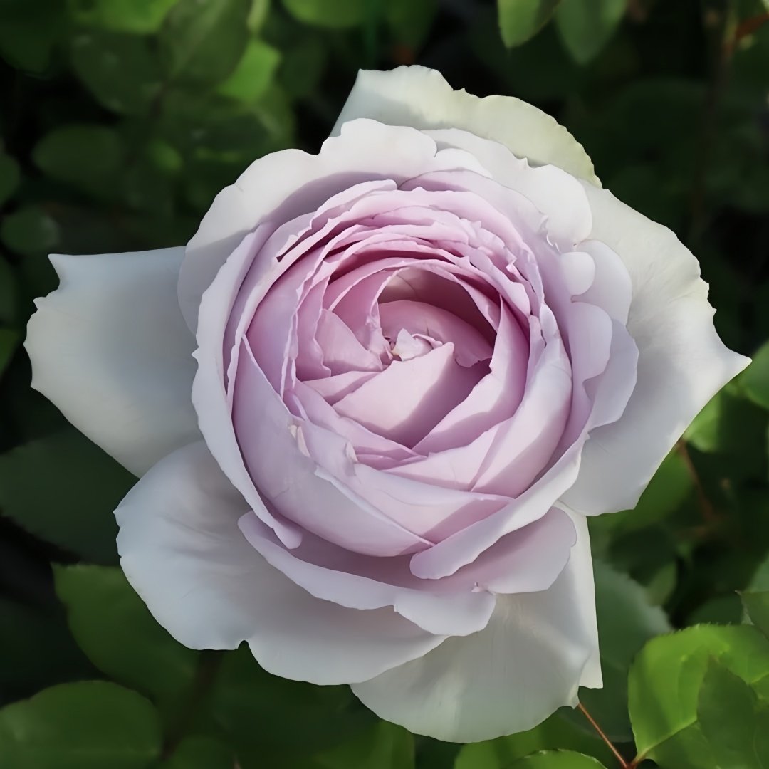 Madam Kayoko Rose Plant|紫色故事 image 1
