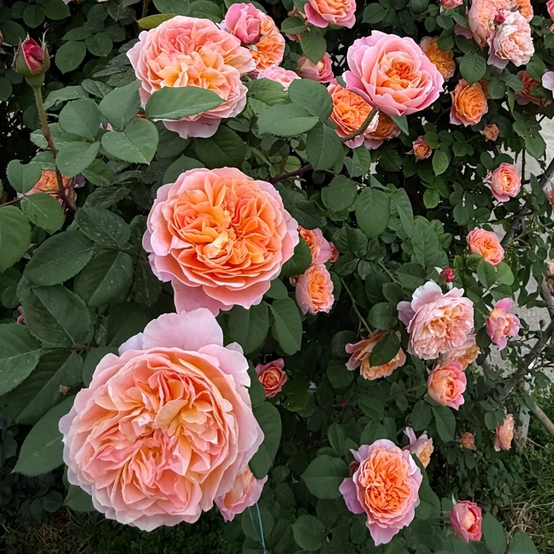 The Impressionist Rose Plant｜印象派 image 4